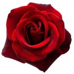 rose-image-1